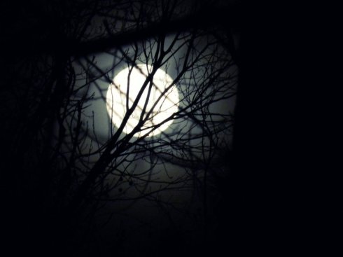 winter_moon_through_the_tree__s_by_the_true_rayneyday-d4mjmtp